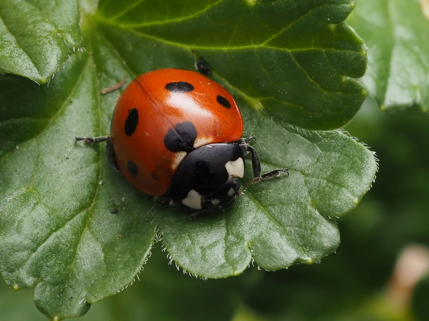 A seven-spot ladybug standing on a green leaf, photographed close up