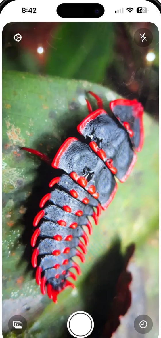 Bug Identifier camera screen framing an insect on a leaf, with shutter, gallery and history buttons