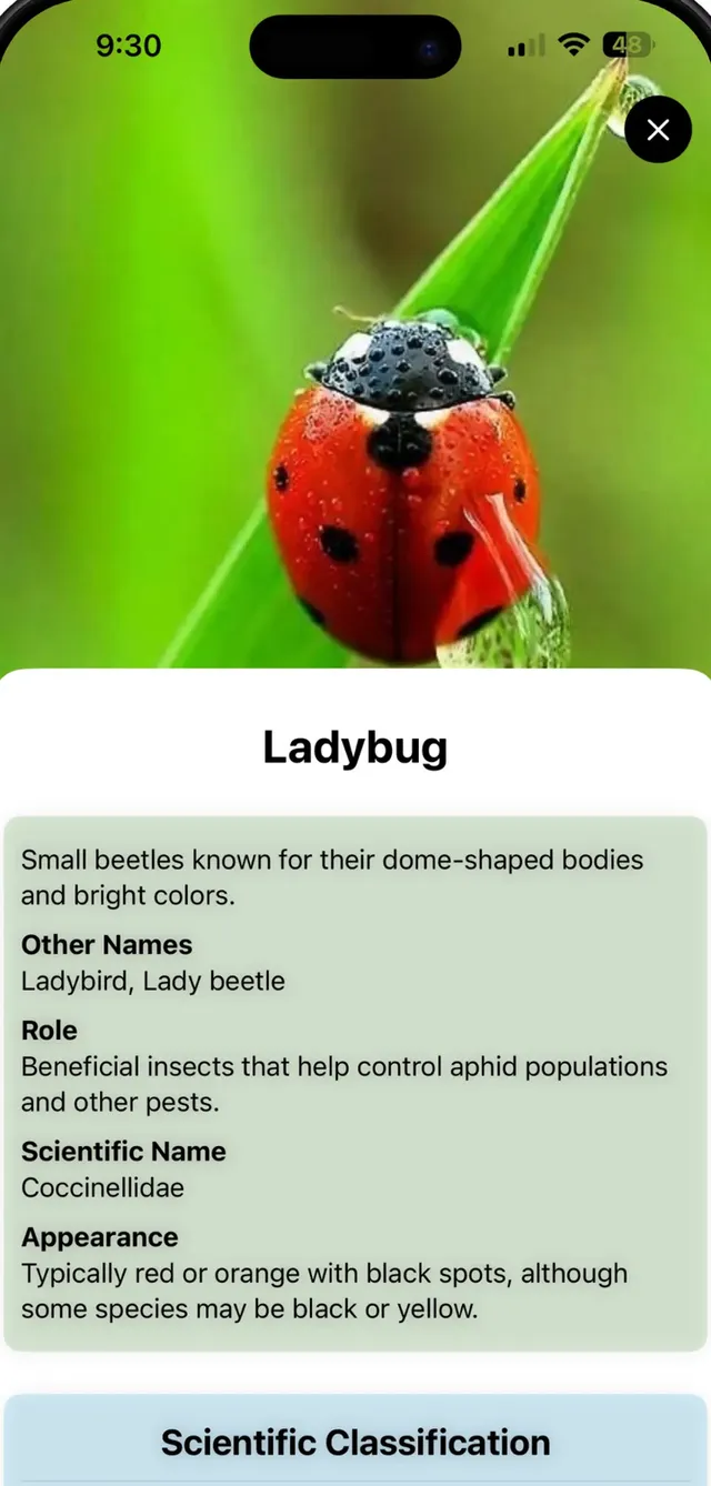 A Bug Identifier result screen