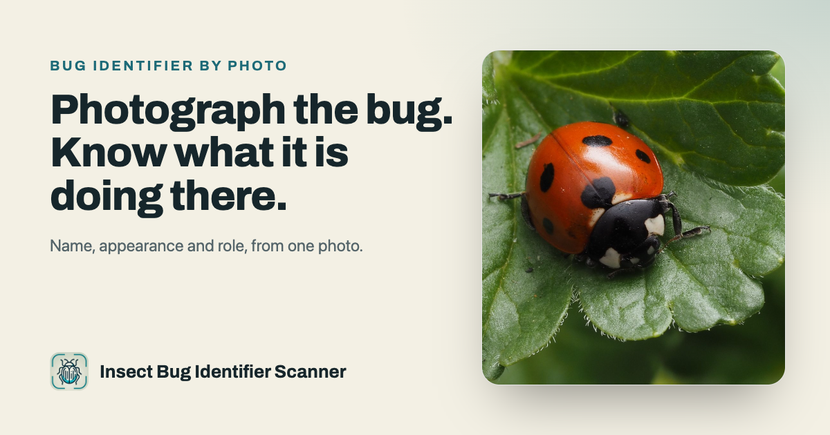 Bug Identifier social preview image